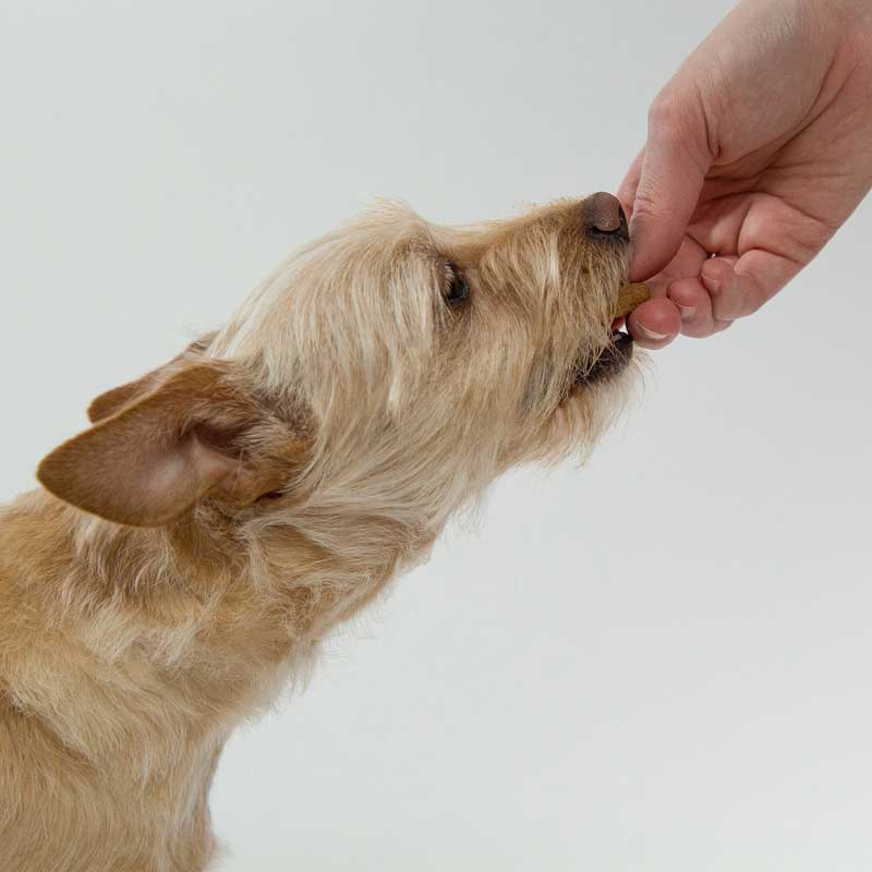 Hund richtig füttern! Mit Futterberatung &amp; Futterplänen für den Hund