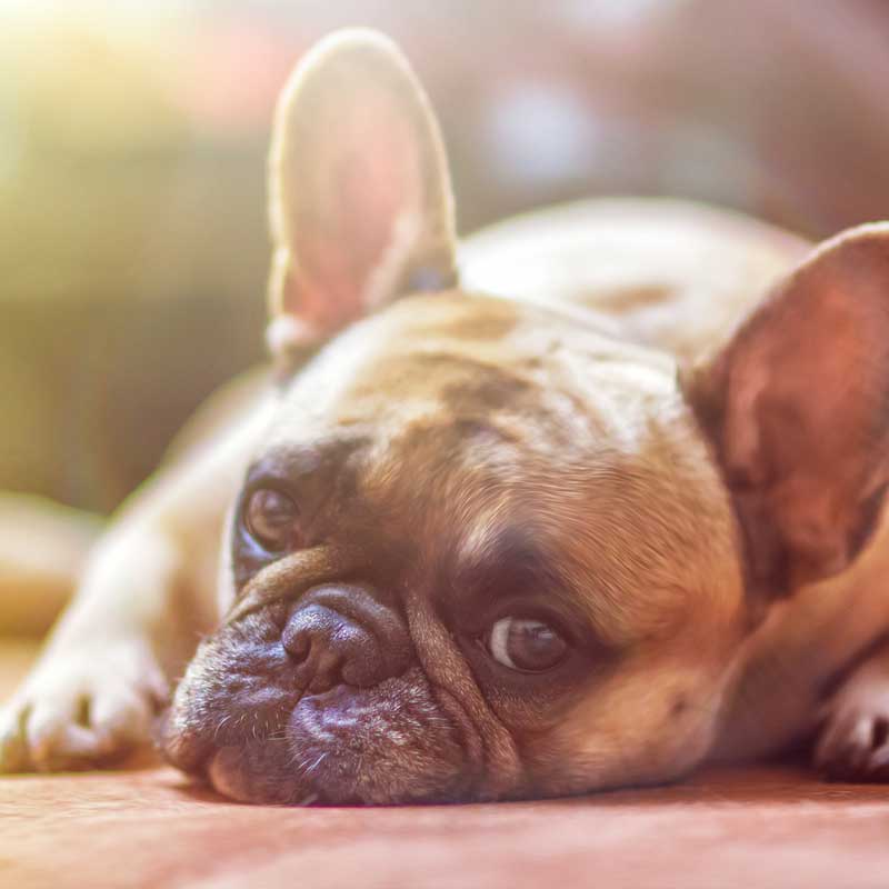 Hund richtig füttern! Mit Futterberatung &amp; Futterplänen für den Hund