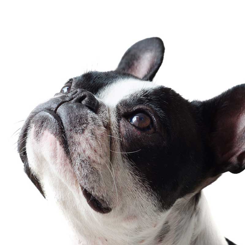 Hund richtig füttern! Mit Futterberatung &amp; Futterplänen für den Hund