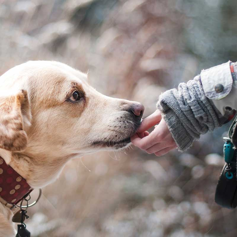 Hund richtig füttern! Mit Futterberatung &amp; Futterplänen für den Hund