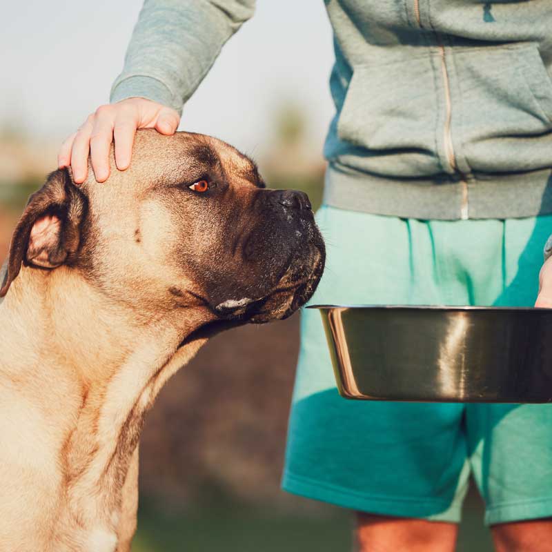 Hund richtig füttern! Mit Futterberatung &amp; Futterplänen für den Hund