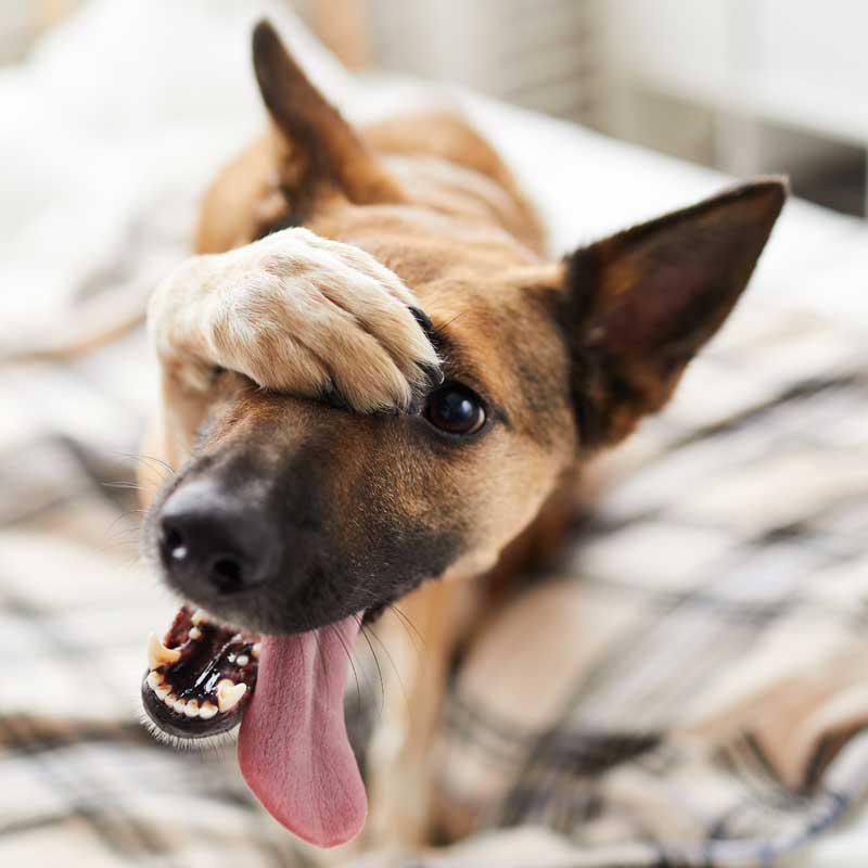 Hund richtig füttern! Mit Futterberatung &amp; Futterplänen für den Hund