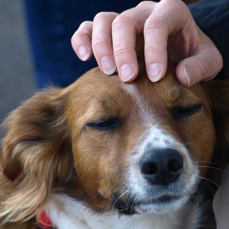 Tellington TTouch Behandlung für Hunde die No 1